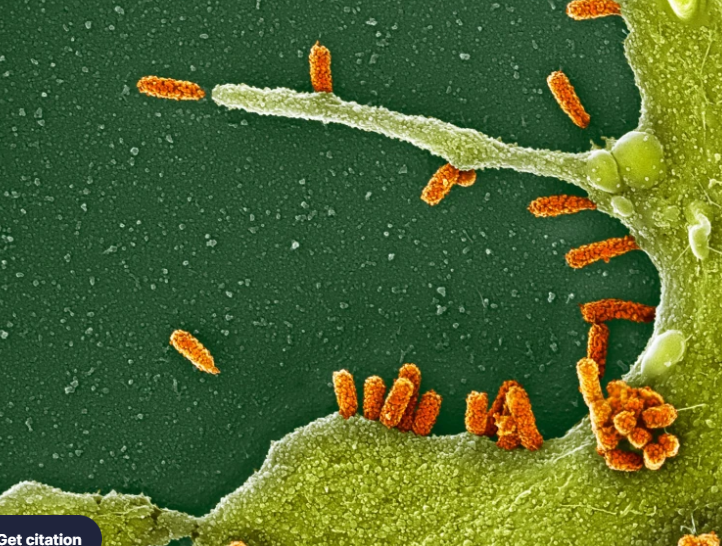 Will the mRNA flu shot work better than a regular seasonal one? What the science says
